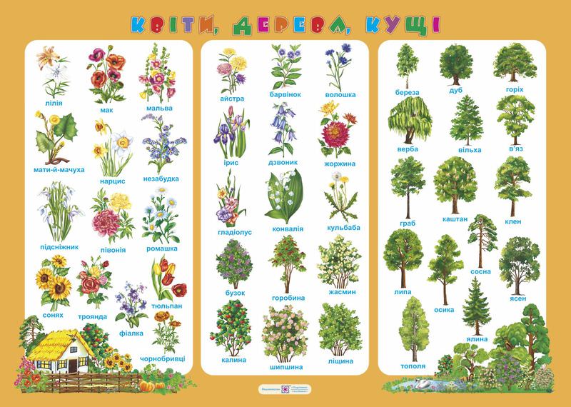 Квіти, дерева, кущі. Плакат Давидова О.