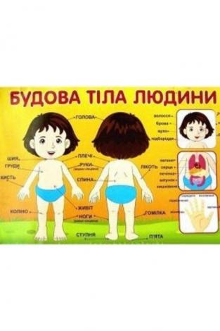 Плакат.Будова тіла людини