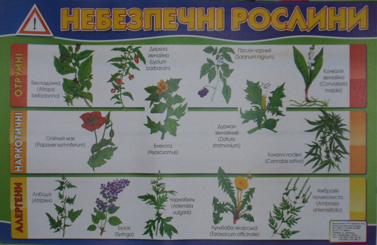 НЕБЕЗПЕЧНІ РОСЛИНИ Плакат (картон)